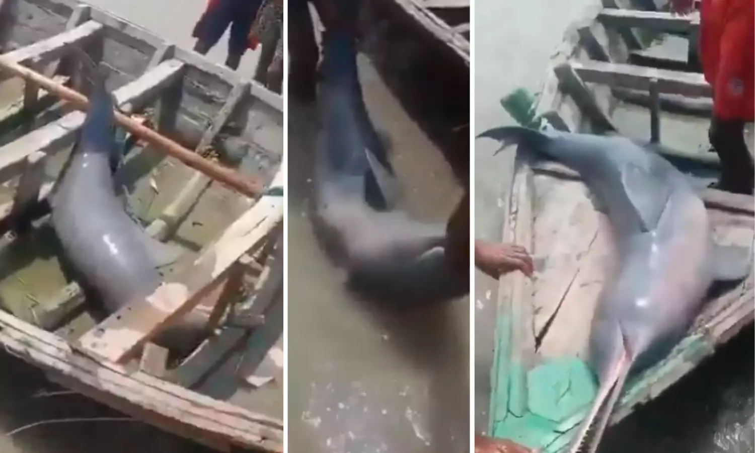 Bihar Fisherman Arrested After Dolphin Catch Video Goes Viral Bihar Fisherman Arrested After Dolphin Catch Video Goes Viral