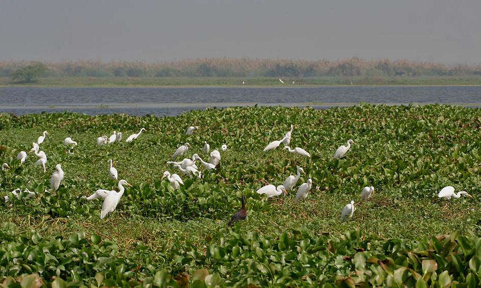 Kolleru Body Seeks Review Of Wetland Boundary