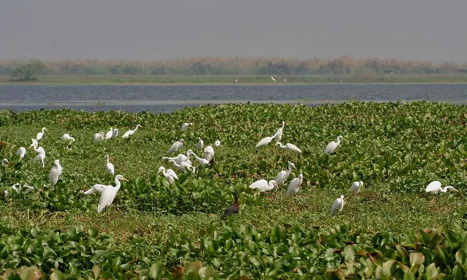 Kolleru Body Seeks Review Of Wetland Boundary Kolleru Body Seeks Review Of Wetland Boundary