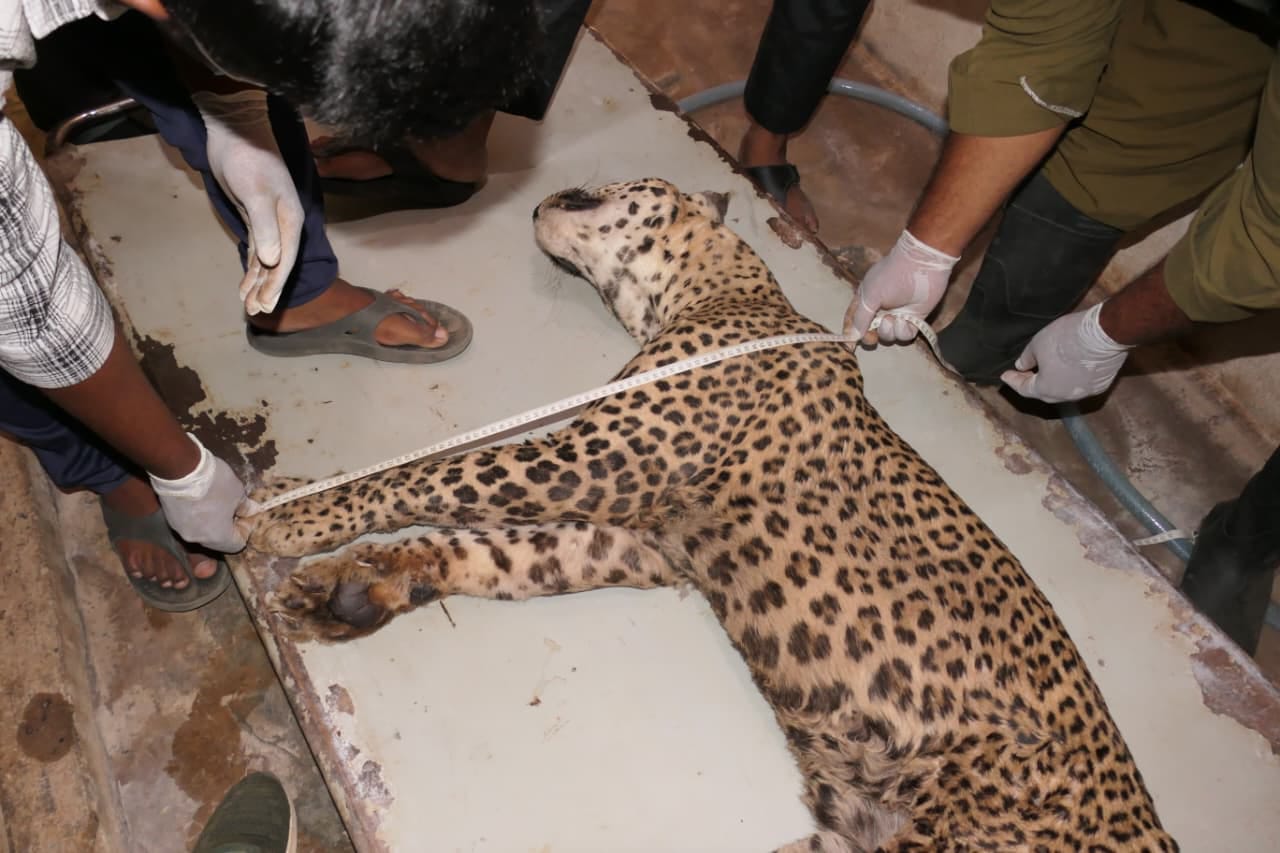 Andhra Pradesh: Three Big Cats Die At Tirupati Zoo