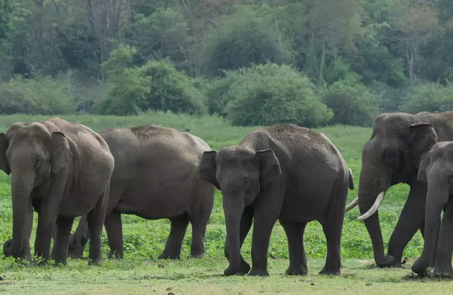 Activists Flag Transfer of Five Young Elephants from Assam to Tamil Nadu