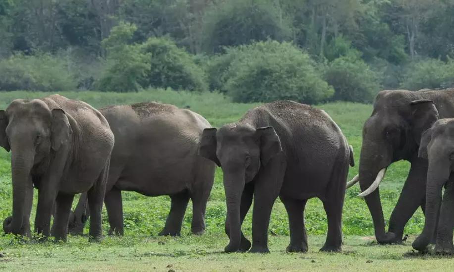 Elephant Movement Triggers Alert in Tirupati’s Ses
