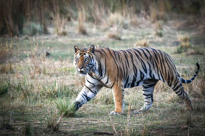 Tiger Spotted Near Polavaram Project Area