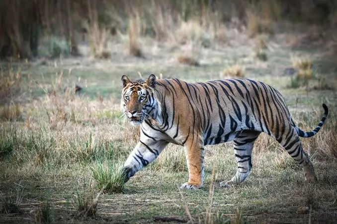 Tiger Spotted Near Polavaram Project Area Tiger Spotted Near Polavaram Project Area
