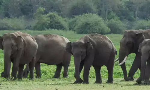 Five-Year GPS Study Tracks Wild Elephants Across Assam, Bhutan Five-Year GPS Study Tracks Wild Elephants Across Assam, Bhutan