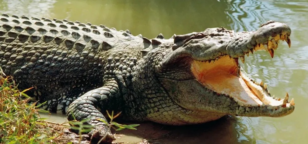 31 Killed In Crocodile Attacks In Odisha’s Kendrapara Since 2020
