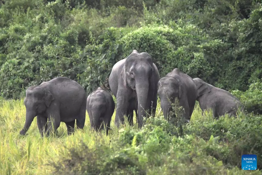 Gauhati High Court Seeks Report On Rehab Of Nine Assam Elephants Held In Tamil Nadu Temples Gauhati High Court Seeks Report On Rehab Of Nine Assam Elephants Held In Tamil Nadu Temples