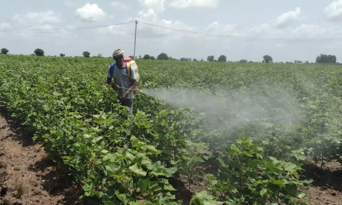 Dry Spell Hinders Growth of Cotton in Karimnagar