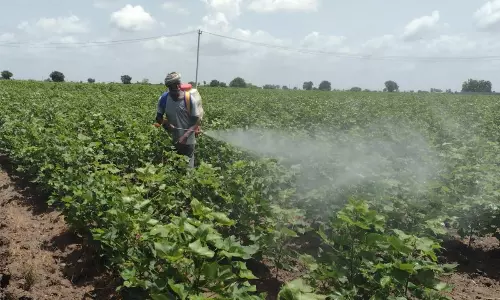 Distressed Farmers Exploring Alternative Ways to Save Standing Cotton From Drought