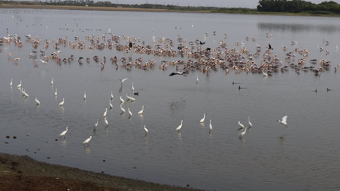 Siberian Birds Arrive Early at Perungulam Wetlands