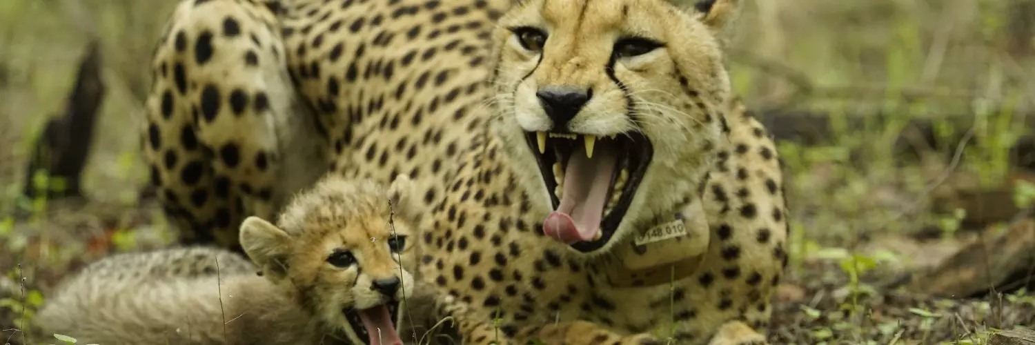 Madhya Pradesh: Missing For 12 Days, Kuno Cheetah Nirva Located After Collar Glitch