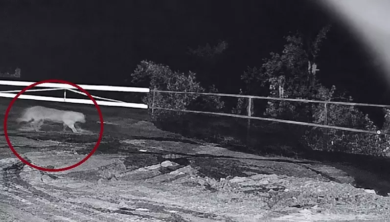 Odisha: Leopard Kills Dog Near Odisha Village, Panic Grips Bargarh Area Odisha: Leopard Kills Dog Near Odisha Village, Panic Grips Bargarh Area