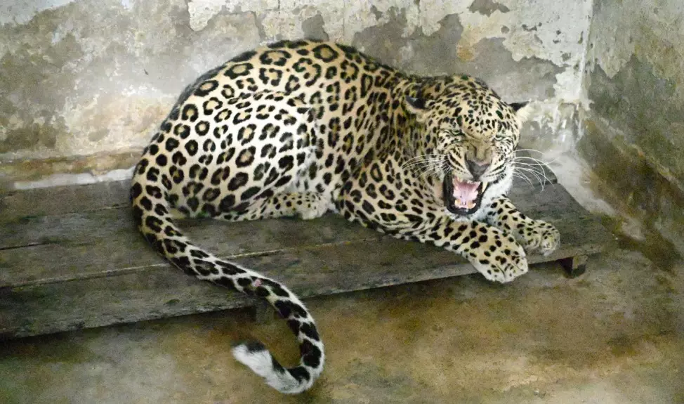 Leopard ‘Veeru’ Joins SAIL’s IG Park Zoo In Rourkela Leopard ‘Veeru’ Joins SAIL’s IG Park Zoo In Rourkela