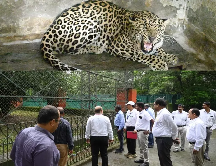 Leopard ‘Veeru’ Joins SAIL’s IG Park Zoo In Rourkela Leopard ‘Veeru’ Joins SAIL’s IG Park Zoo In Rourkela