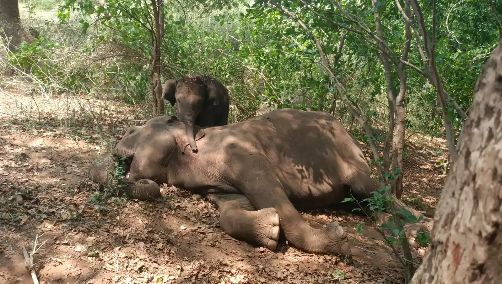 Forest Officials To Study Recent Deaths Of Wild Animals In AP Forest Officials To Study Recent Deaths Of Wild Animals In AP