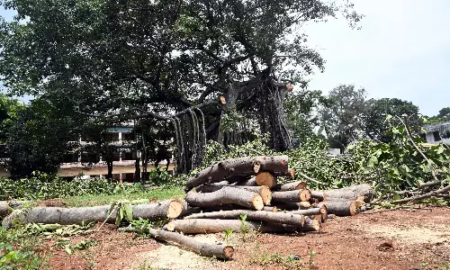 Concerns Over Pruning 200-Year-Old Banyan Tree In Vizag’s St. Anthony’s School Concerns Over Pruning 200-Year-Old Banyan Tree In Vizag’s St. Anthony’s School