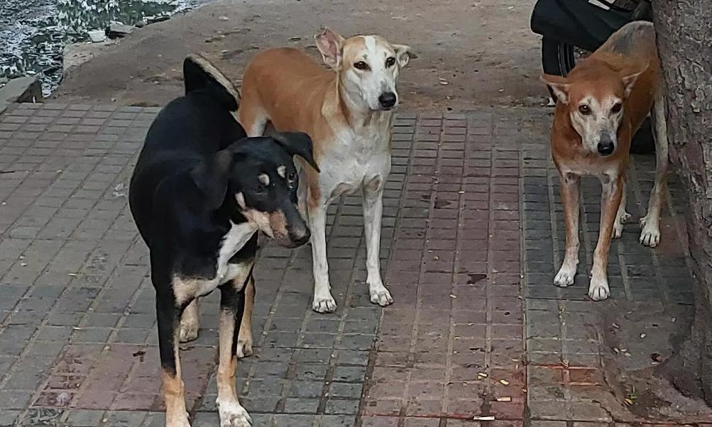 Campus Dog Dispute Escalates At IIT-H