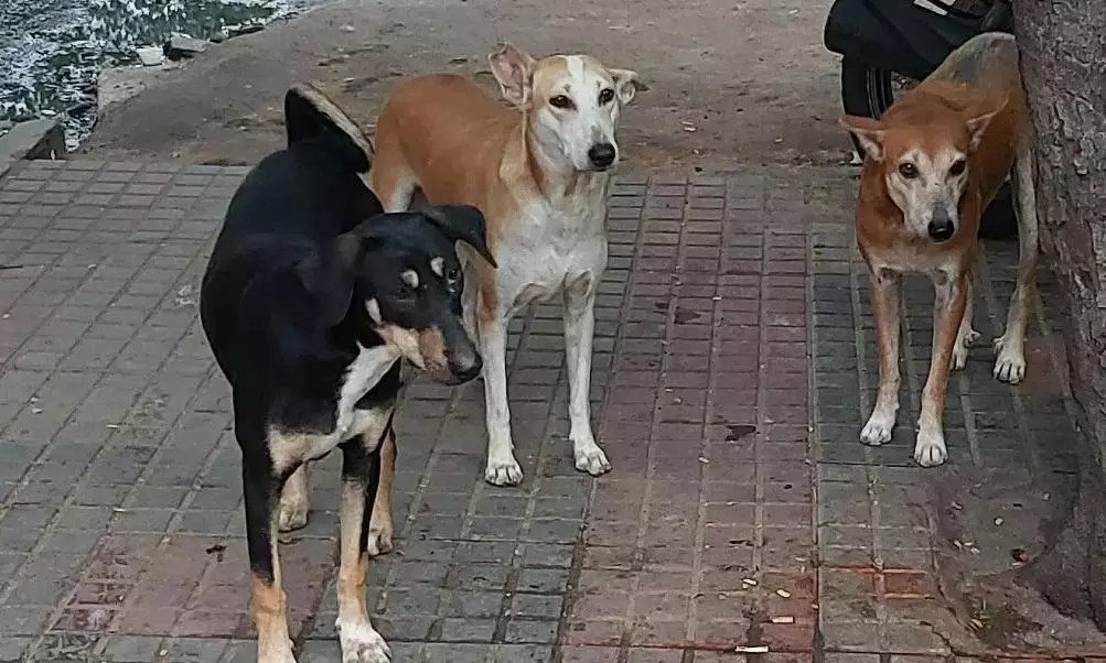 Campus Dog Dispute Escalates At IIT-H Campus Dog Dispute Escalates At IIT-H
