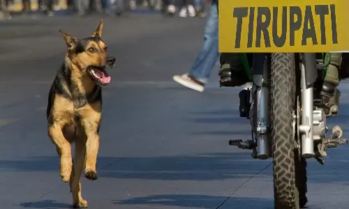 Tirupati: 60-Year-Old Woman Dies After Falling Off Bike Chased by Dogs Tirupati: 60-Year-Old Woman Dies After Falling Off Bike Chased by Dogs