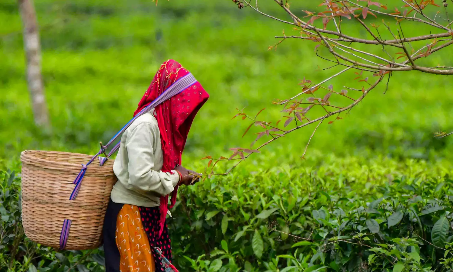 El Niño Hits Nilgiris Tea Hard, 60 pc Production Down, Farmers Seek Aid El Niño Hits Nilgiris Tea Hard, 60 pc Production Down, Farmers Seek Aid