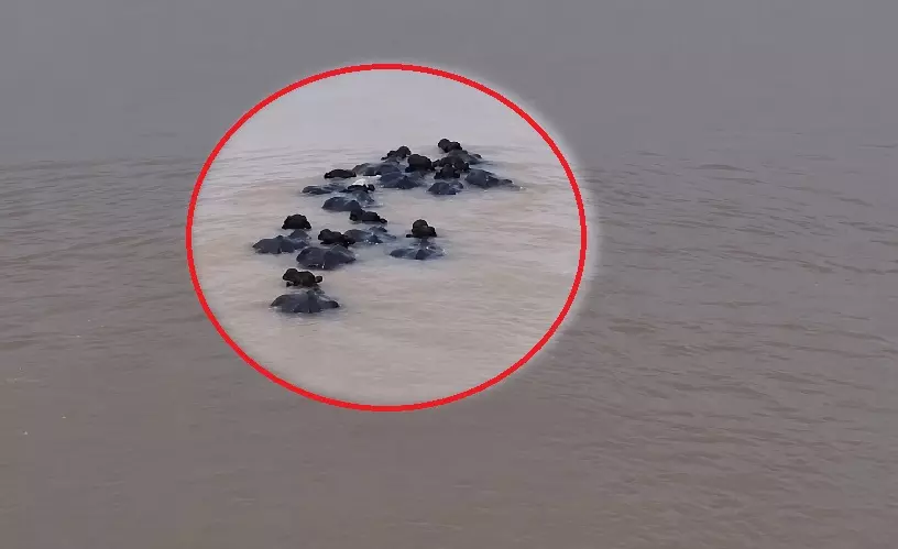 More Than 20 Buffaloes Caught In Strong Mahanadi Current Near Cuttack More Than 20 Buffaloes Caught In Strong Mahanadi Current Near Cuttack