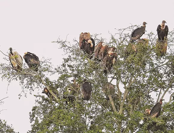 Deficit Southwest Monsoon May Affect Vulture Population of Nilgiris Deficit Southwest Monsoon May Affect Vulture Population of Nilgiris