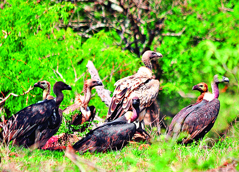 Open Reservoir Water Proposed to Protect Nilgiris Vultures