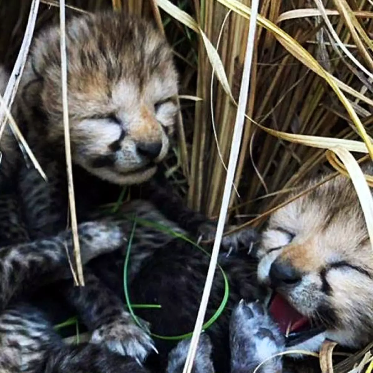 Madhya Pradesh: Kuno Develops Special Mechanism For Cheetah Den Site Monitoring To Improve Cub Survival Madhya Pradesh: Kuno Develops Special Mechanism For Cheetah Den Site Monitoring To Improve Cub Survival