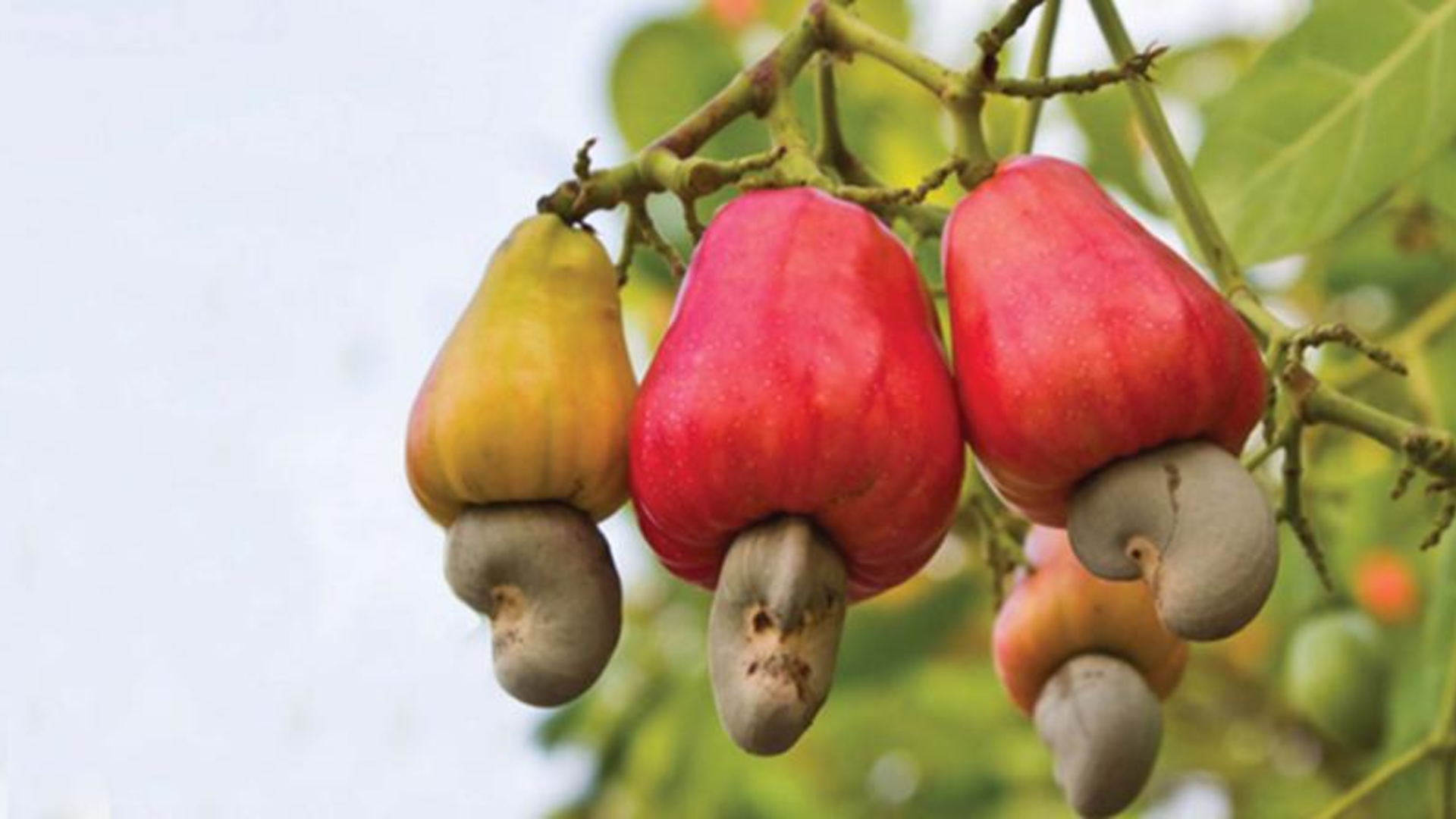 Cashew Farmers Seek Fair Prices After Officials’ Alleged Neglect