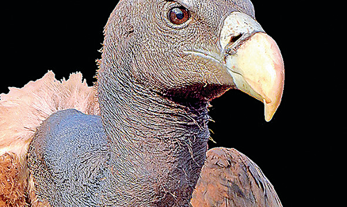 Vulture Population Returns to Sathyamangalam Tiger Reserve