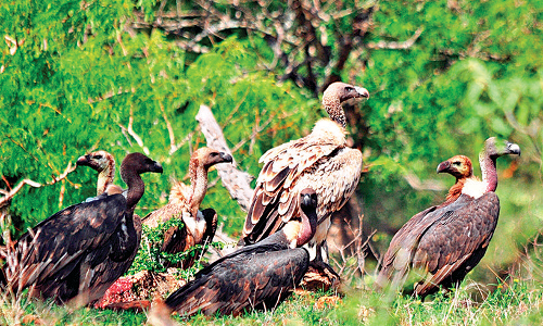 Open Reservoir Near Ooty to Save Nilgiris Vultures, Says Expert