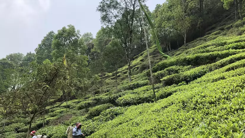 Coonoor Tea Board Officials Inspect Tea Production Units Coonoor Tea Board Officials Inspect Tea Production Units