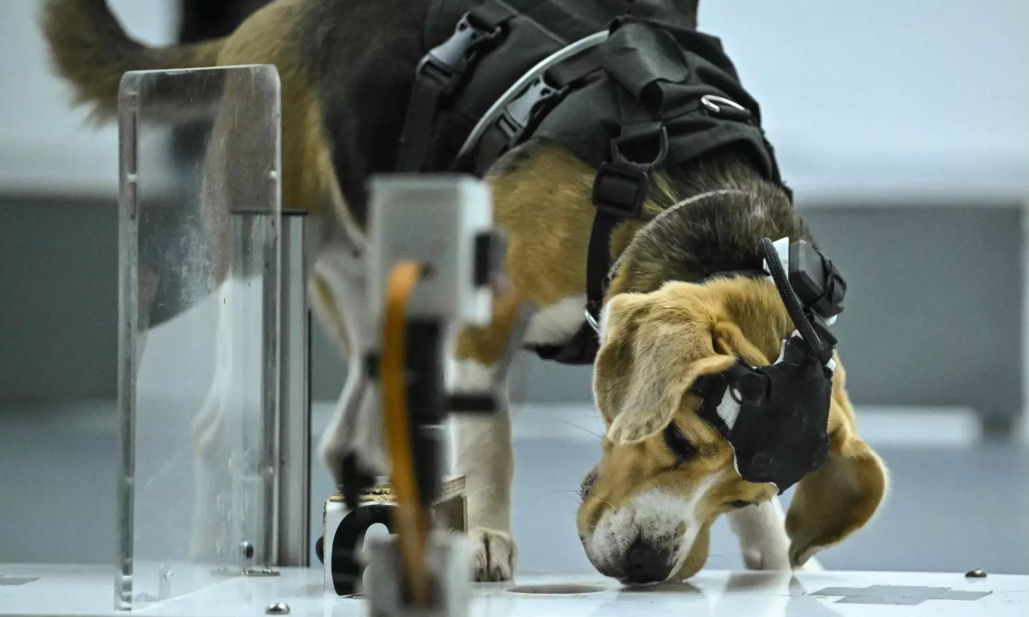 Can Dogs Sniff Cancer? Asks AI-Powered ‘Dognosis’ in Bengaluru Can Dogs Sniff Cancer? Asks AI-Powered ‘Dognosis’ in Bengaluru