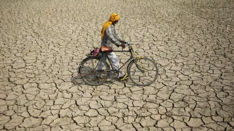 Dry Spell Leaves Rain-Fed Crops Devastated In Kurnool, Nandyal, Kadapa Dry Spell Leaves Rain-Fed Crops Devastated In Kurnool, Nandyal, Kadapa