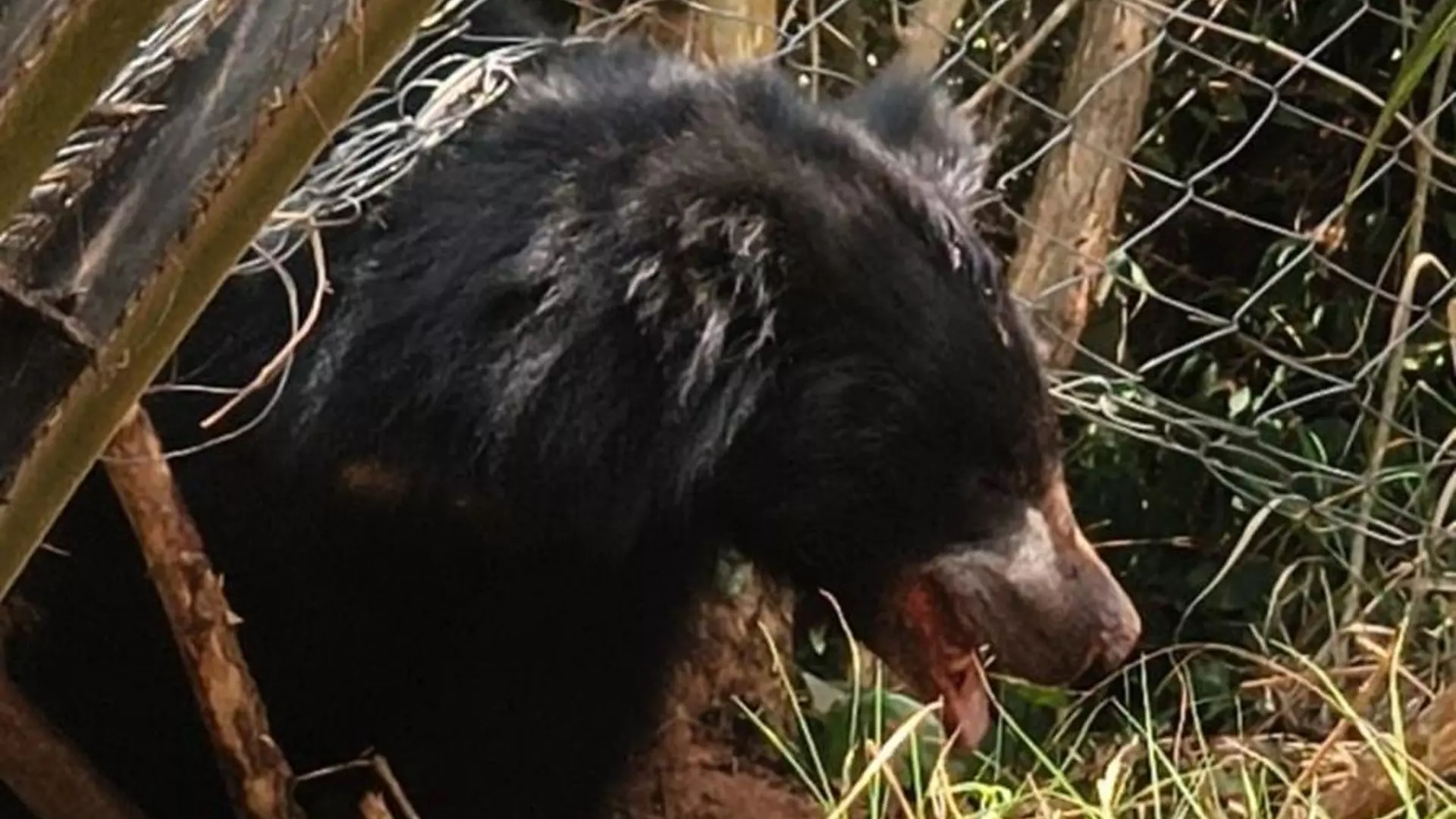 Sloth Bear Rescued From Fence Sloth Bear Rescued From Fence