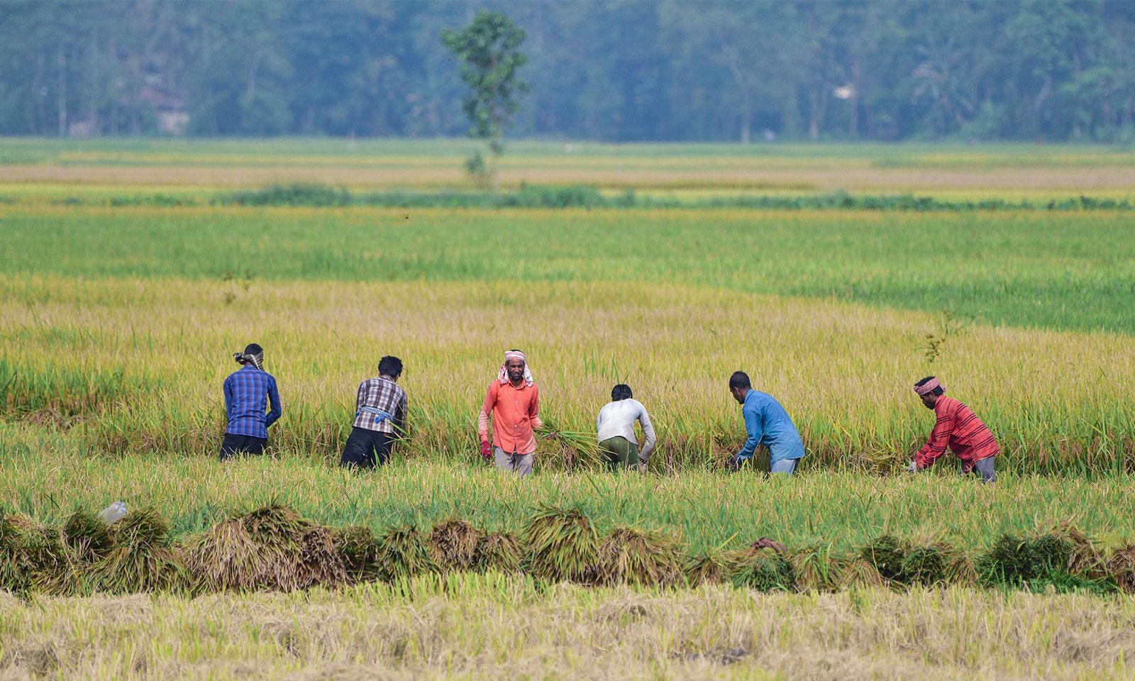 El Niño: Red Gram, Cotton Farmers Incur Heavy Losses