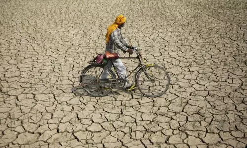 Dry Spell Leaves Rain-Fed Crops Devastated In Kurnool, Nandyal, Kadapa Dry Spell Leaves Rain-Fed Crops Devastated In Kurnool, Nandyal, Kadapa