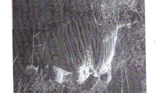 Three-Year-Old Tiger Found Dead In Giddalur Forest