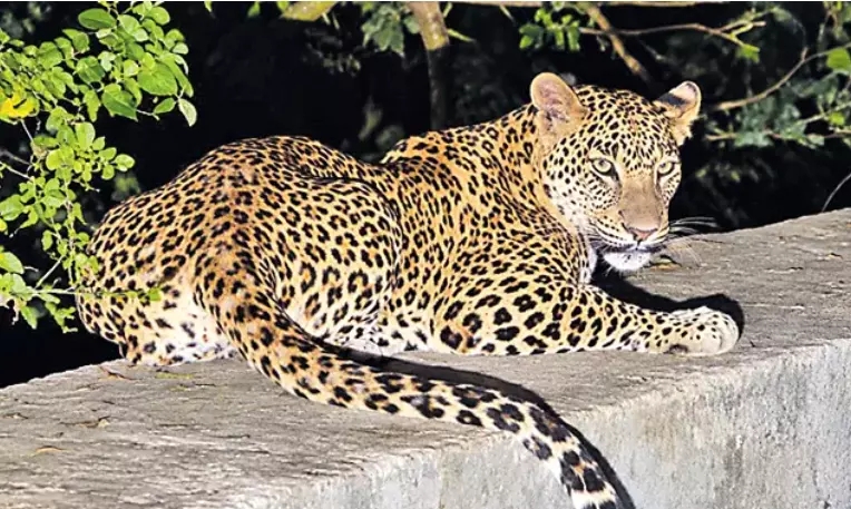 Leopard Sighting Puts Mopal Villages on Alert Leopard Sighting Puts Mopal Villages on Alert