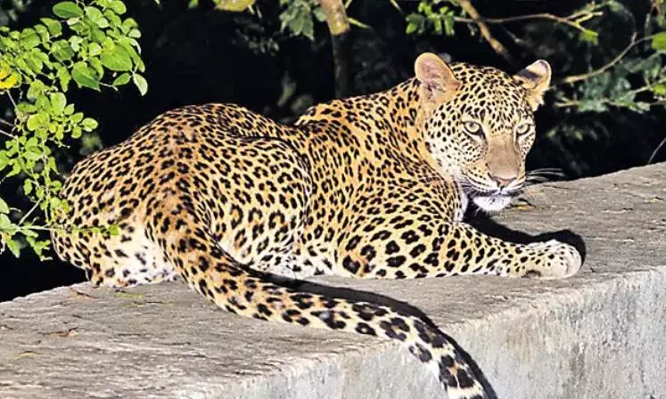 Tirupati: Leopard Spotted on Ghat Road, Forest Officials Urge Travellers to Exercise Caution Tirupati: Leopard Spotted on Ghat Road, Forest Officials Urge Travellers to Exercise Caution