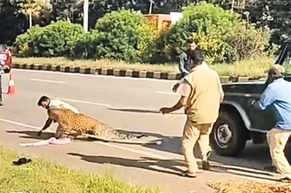 Karnataka: Injured Leopard Attacks Forest Official During Rescue Operation
