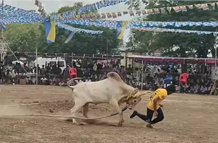 More Than 100 Tamers Participate in Bull-chasing Competition More Than 100 Tamers Participate in Bull-chasing Competition