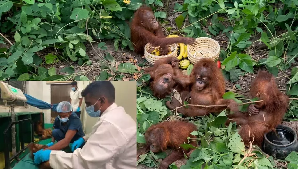 Five Rescued Orangutans Shifted To Nandankanan Zoo; STF Begins Probe Five Rescued Orangutans Shifted To Nandankanan Zoo; STF Begins Probe
