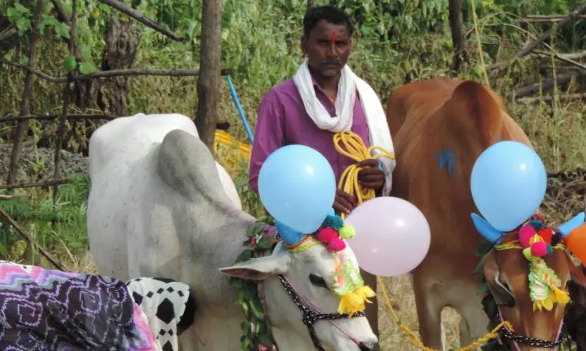 Telangana: Polala Festival Celebrates Bond Between Farmers And Cattle Telangana: Polala Festival Celebrates Bond Between Farmers And Cattle