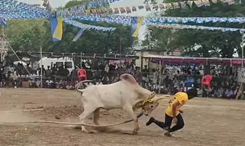 More Than 100 Tamers Participate in Bull-chasing Competition