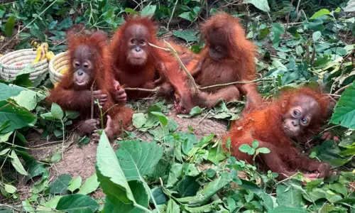 Indonesia Seeks Return Of Five Baby Orangutans Found In Odisha