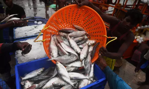 Indian Fish Importers Urge Bangladesh to Lift Hilsa Ban Ahead of Durga Puja