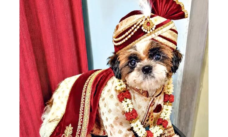 Sherwani, Cap And Garland: Hyderabad Puppy Dresses Up Like A Groom