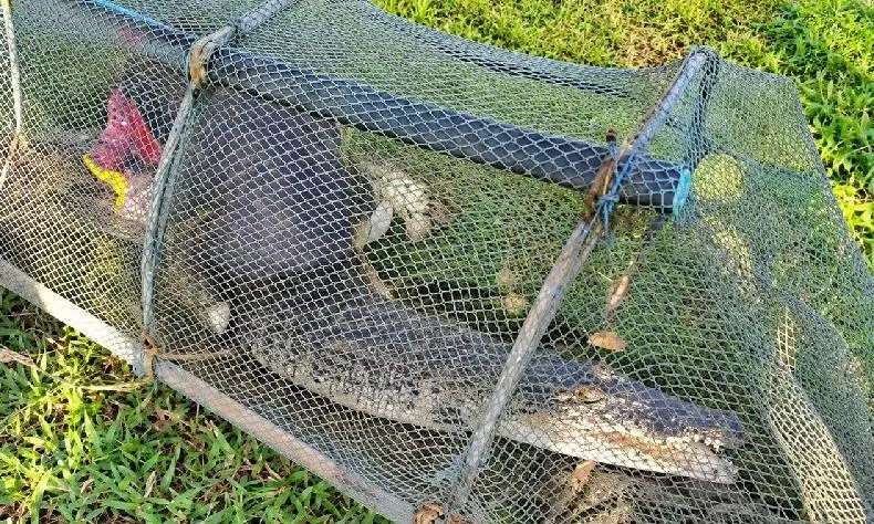 Crocodile Rescued From Farmland in Odisha’s Kendrapara, Panic Grips Villagers Crocodile Rescued From Farmland in Odisha’s Kendrapara, Panic Grips Villagers