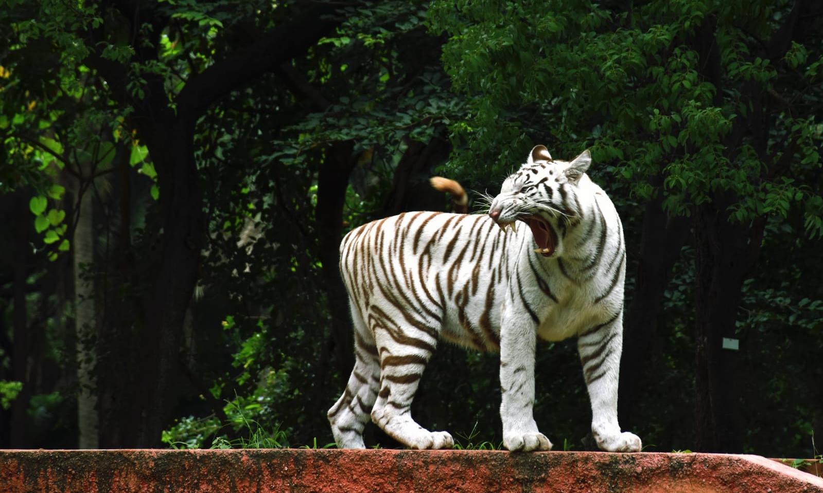 White Tiger Cub Adopted At Zoo